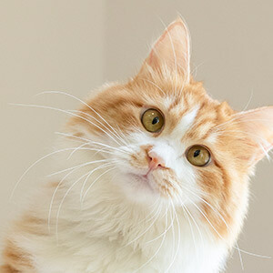 京牌多少钱一个